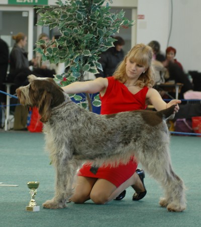 World Champion 2009, European Winner 2008, Slovak, Czech,  Austria,  Hungaria, Croatia Champion, Slovak Grand Champion, BOG, Multi res BOG, Multi 3rd, 4th BOG,  3rd BIS, 37x BOB, C.I.E Ch Goldfly Magics Sweet Pea 